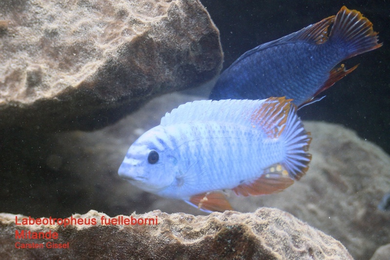 Labeotropheus fuelleborni 'Mitande Reef (Rocks)'